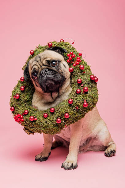 ClarkandCompany Plakát, Obraz - Cute Tan Coloured Pug Wearing a Christmas Wreath, ClarkandCompany, 26.7 × 40 cm