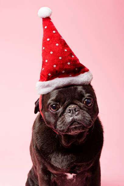 ClarkandCompany Plakát, Obraz - Grumpy Pug Wearing a Christmas Hat, ClarkandCompany, 26.7 × 40 cm