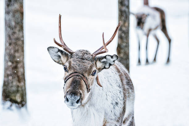 RomanBabakin Plakát, Obraz - Brown Reindeer in Finland at Lapland winter, RomanBabakin, 40 × 26.7 cm