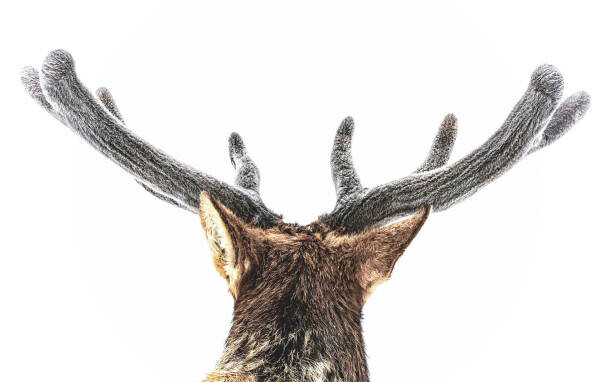 Eric Bouchard Plakát, Obraz - Elk, fuzzy velvet antler, Eric Bouchard, 40 × 26.7 cm