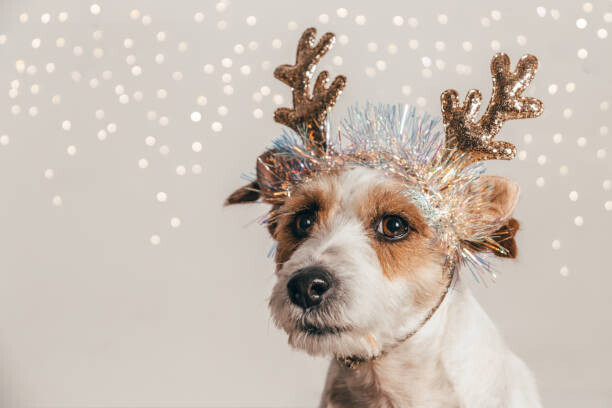 Olga Pankova Plakát, Obraz - Jack Russell dog wearing reindeer antlers, Olga Pankova, 40 × 26.7 cm