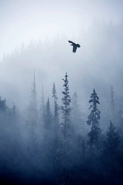 Grant Faint Plakát, Obraz - View of forest on cold foggy day, Grant Faint, 26.7 × 40 cm