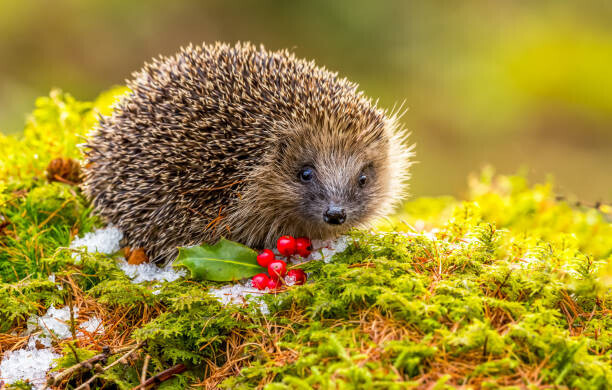 Callingcurlew23 Plakát, Obraz - Hedgehog in Winter. Wild,, Callingcurlew23, 40 × 26.7 cm