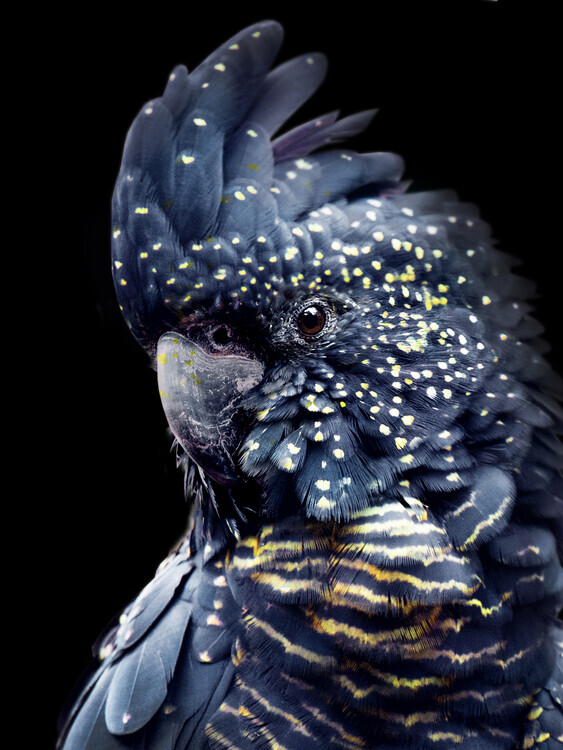 Lola Peacock Plakát, Obraz - Black Parrot, Lola Peacock, 30 × 40 cm