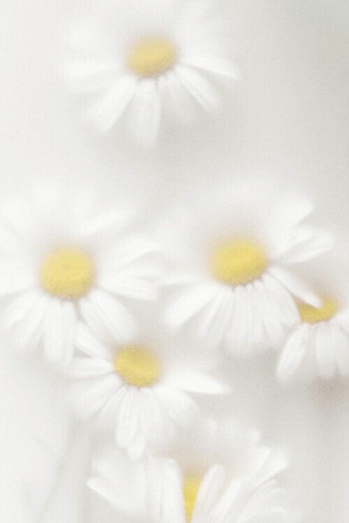 Magda Izzard Plakát, Obraz - Daisies, Magda Izzard, 26.7 × 40 cm