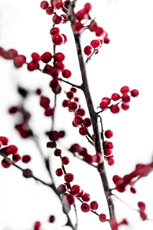 Mareike Bohmer Plakát, Obraz - Red Berries 1, Mareike Bohmer, 26.7 × 40 cm