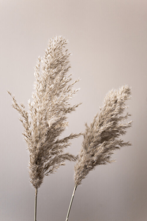 Mareike Bohmer Plakát, Obraz - Grass 22X, Mareike Bohmer, 26.7 × 40 cm