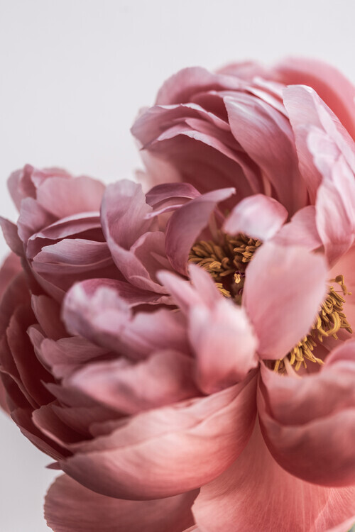 Mareike Bohmer Plakát, Obraz - Peony, Mareike Bohmer, 26.7 × 40 cm
