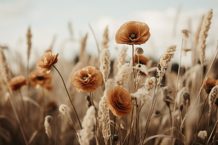 Treechild Plakát, Obraz - Orange Poppy Field, Treechild, 40 × 26.7 cm