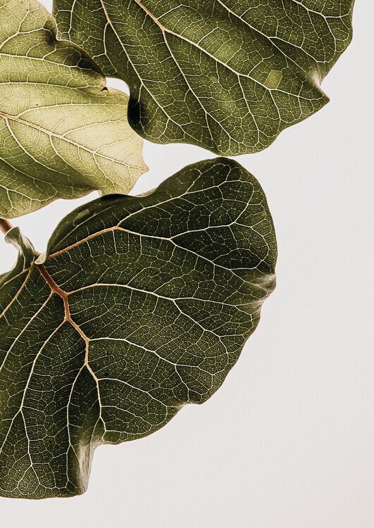 Shot by Clint Plakát, Obraz - Abutifolia No1, Shot by Clint, 30 × 40 cm