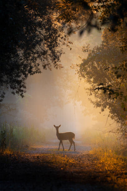 PAOLO STOPPANI / 500px Plakát, Obraz - See the lights,Side view of fallow, PAOLO STOPPANI / 500px, 26.7 × 40 cm