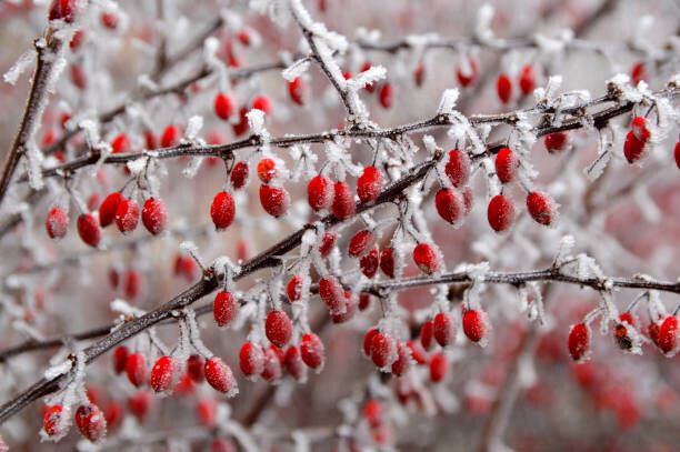 Jana Milin Plakát, Obraz - branches of bush with red berries, Jana Milin, 40 × 26.7 cm