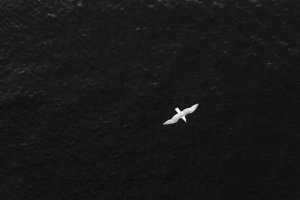 Gabriel Mello Plakát, Obraz - High angle POV of bird flying over the ocean, Gabriel Mello, 40 × 26.7 cm
