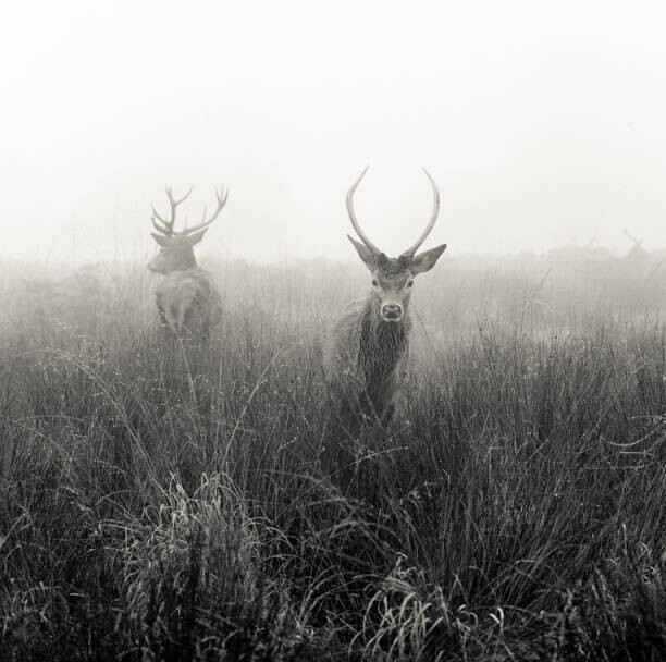 Donovan Rees Plakát, Obraz - Deer  in foggy meadow, London,, Donovan Rees, 40 × 40 cm
