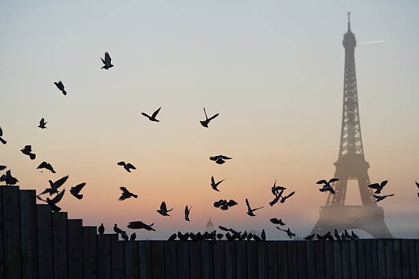 Peter Cade Plakát, Obraz - Eiffel Tower, Pigeons, Peter Cade, 40 × 26.7 cm