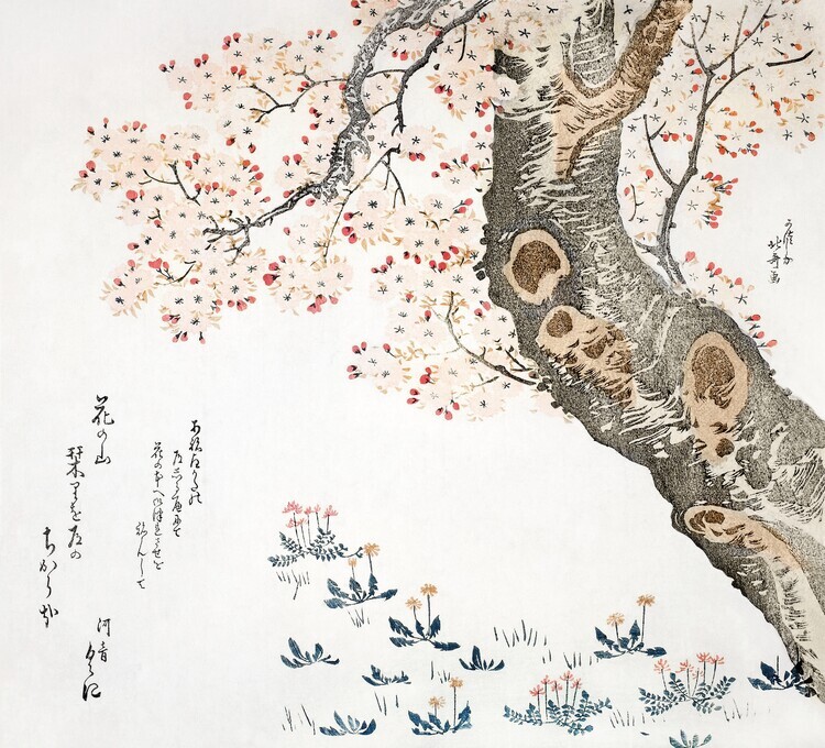 Katsushika Hokusai Plakát, Obraz - Cherry tree (1822), Katsushika Hokusai, 40 × 40 cm