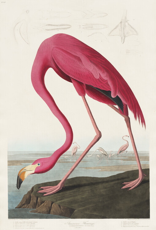 John James Audubon Plakát, Obraz - American Flamingo, John James Audubon, 26.7 × 40 cm