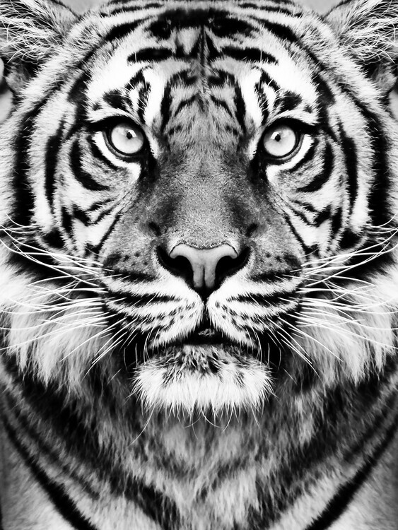 Sisi & Seb Plakát, Obraz - Tiger BW, Sisi & Seb, 30 × 40 cm