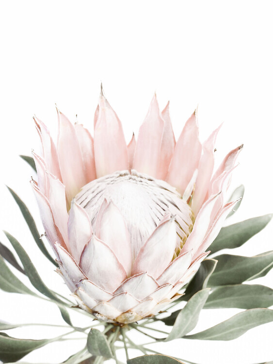 Sisi & Seb Plakát, Obraz - Pink Protea, Sisi & Seb, 30 × 40 cm