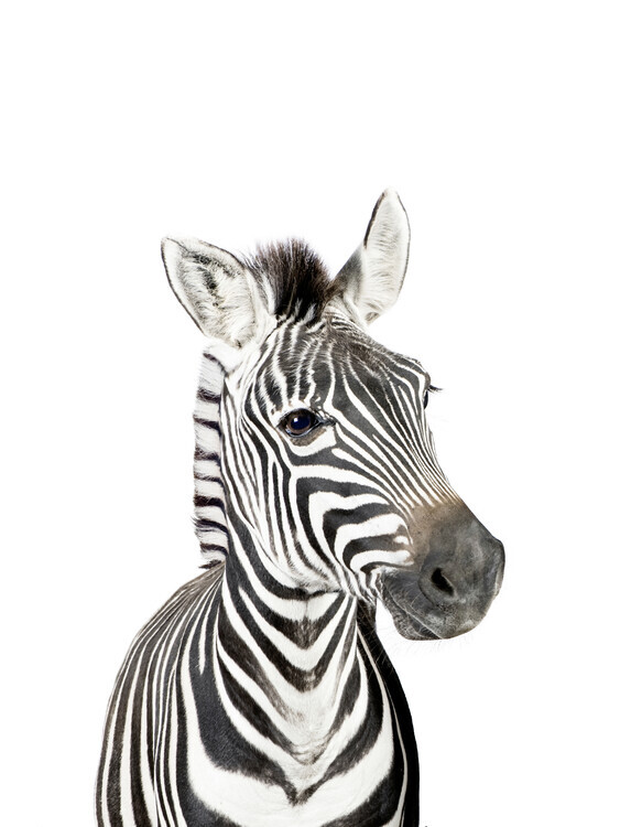 Sisi & Seb Plakát, Obraz - Baby Zebra, Sisi & Seb, 30 × 40 cm