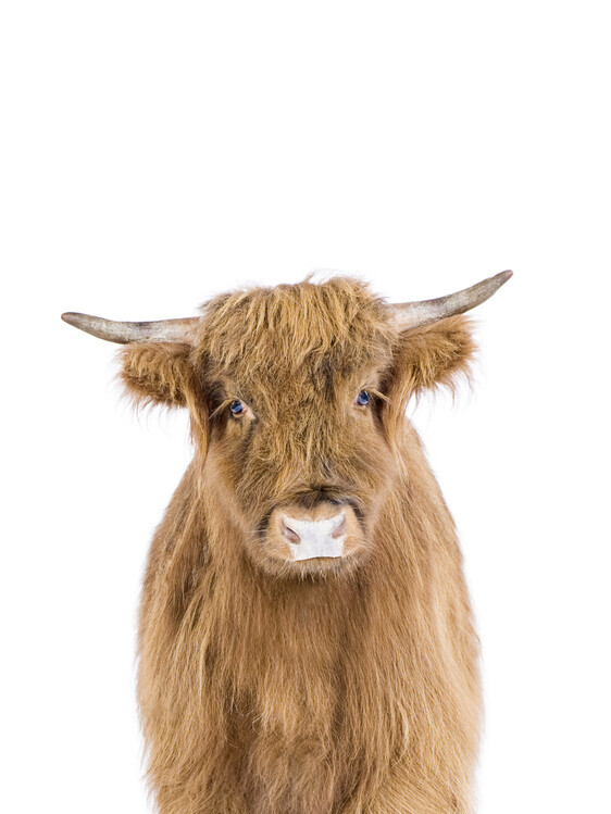 Sisi & Seb Plakát, Obraz - Baby Highland Cow, Sisi & Seb, 30 × 40 cm