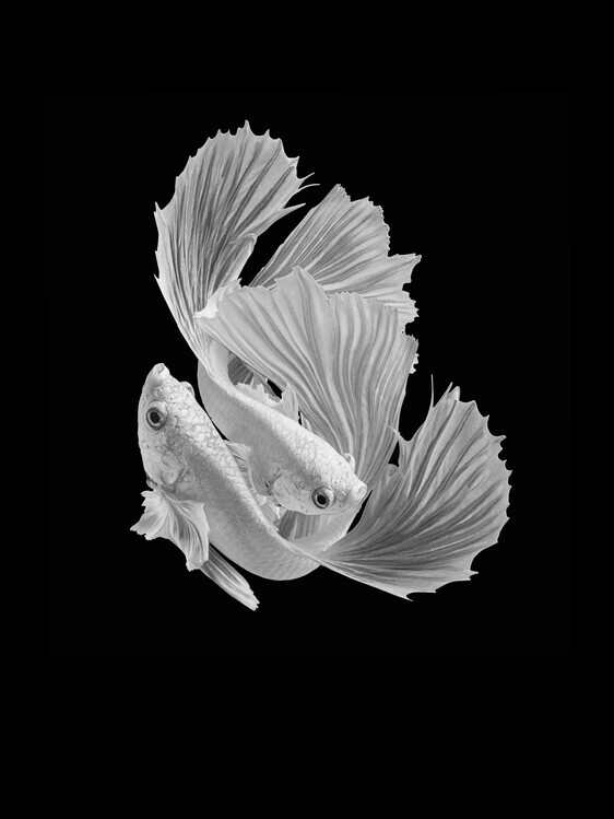 Andi Halil Plakát, Obraz - White Love, Andi Halil, 30 × 40 cm