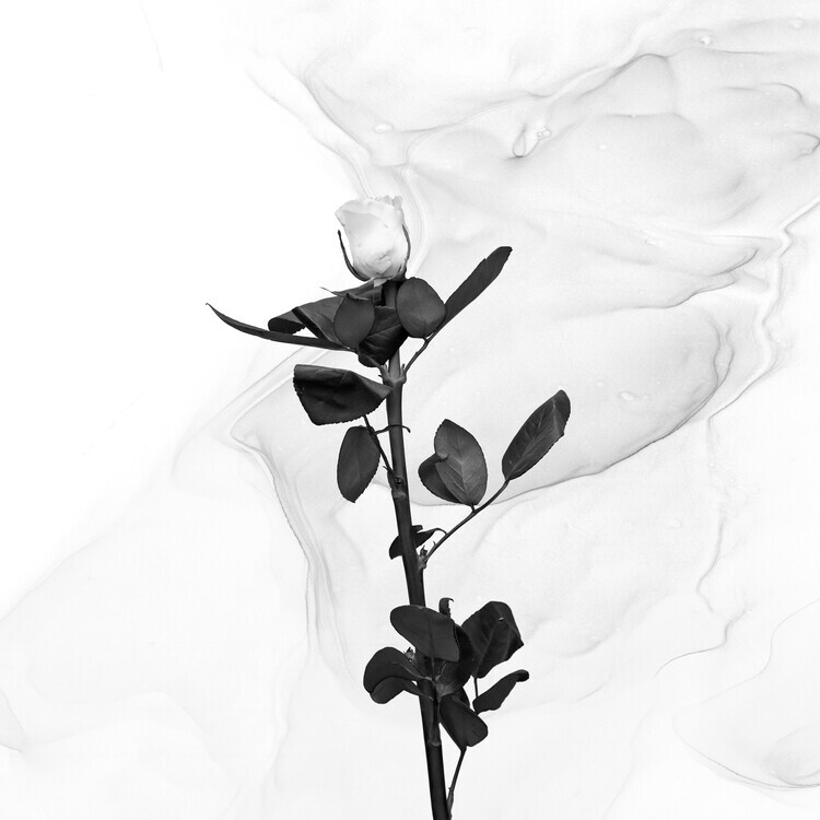 Melanie Viola Plakát, Obraz - White Rose | Liquid Art , Melanie Viola, 40 × 40 cm