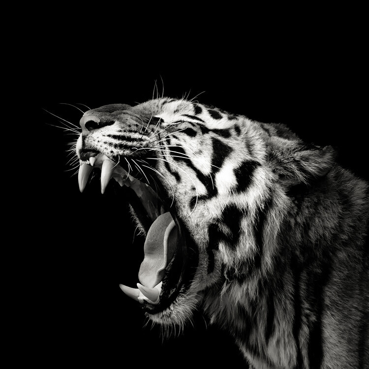 Christian Meermann Plakát, Obraz - Primal Yawn 4, Christian Meermann, 40 × 40 cm
