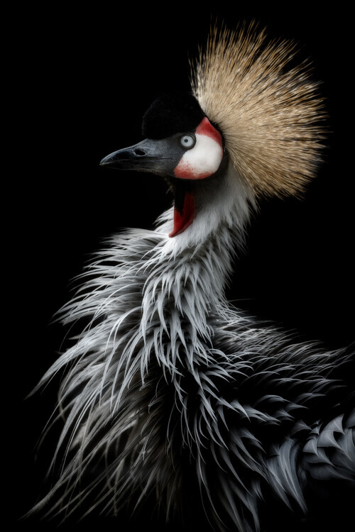 Eiji Itoyama Plakát, Obraz - Crowned crane's portrait, Eiji Itoyama, 26.7 × 40 cm