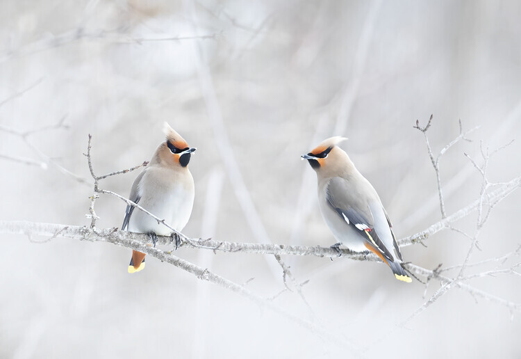 Jim Cumming Plakát, Obraz - Bohemian Waxwings, Jim Cumming, 40 × 26.7 cm