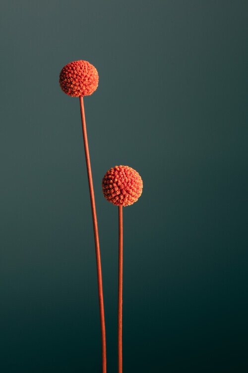 Studio Collection Plakát, Obraz - Orange Seed Capsules, Studio Collection, 26.7 × 40 cm