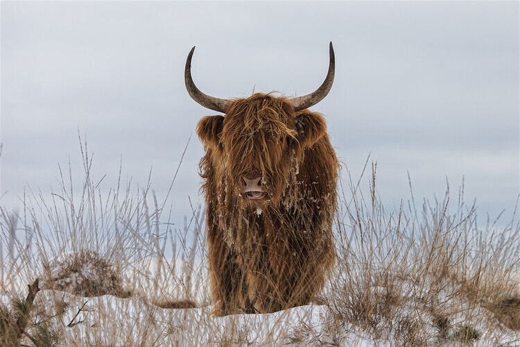 Jaap van den Plakát, Obraz - Highlander in Snow, Jaap van den, 40 × 26.7 cm