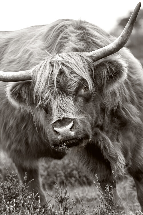 Jacky Parker Plakát, Obraz - The Bull, Jacky Parker, 26.7 × 40 cm