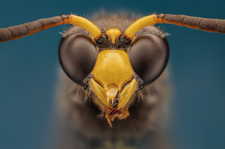 Rico Cavallo Plakát, Obraz - Wasp, Rico Cavallo, 40 × 26.7 cm