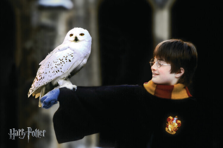 Europosters Plakát, Obraz - Harry Potter with Hedvig, 40 × 26.7 cm