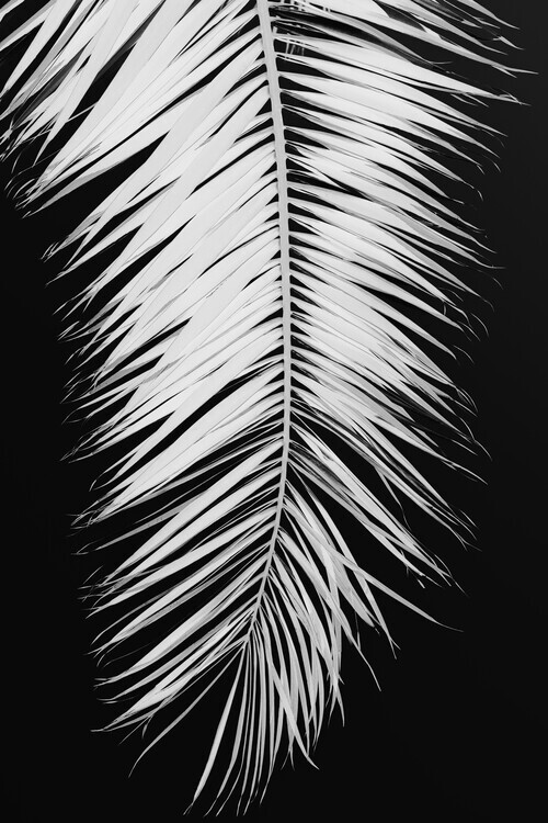 Studio Collection Plakát, Obraz - Palmblad_004, Studio Collection, 26.7 × 40 cm