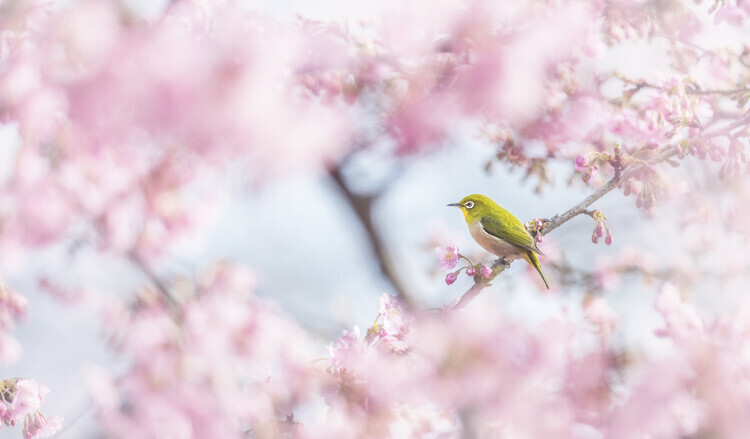 Takashi Suzuki Plakát, Obraz - Cherry-blossom color, Takashi Suzuki, 40 × 22.2 cm