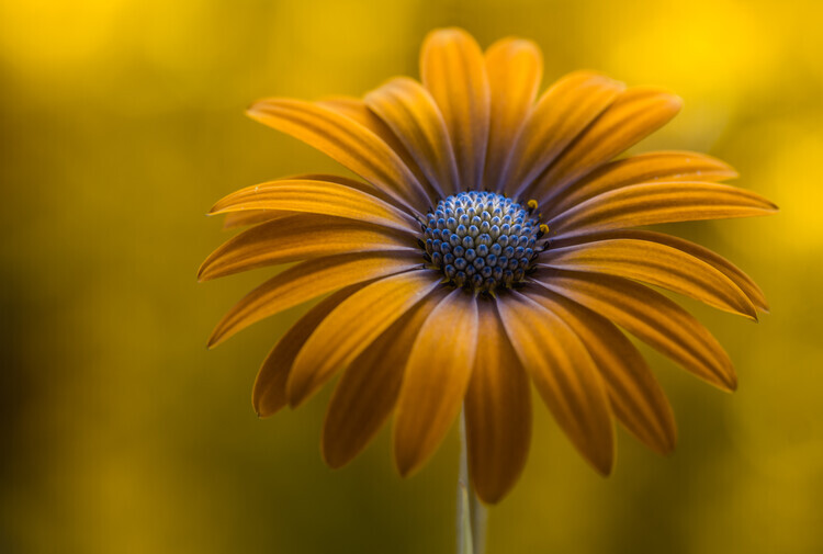 Mandy Disher Plakát, Obraz - Sunshine Daisy, Mandy Disher, 40 × 26.7 cm