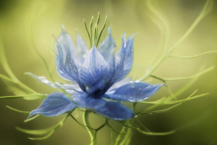 Mandy Disher Plakát, Obraz - Nigella, Mandy Disher, 40 × 26.7 cm