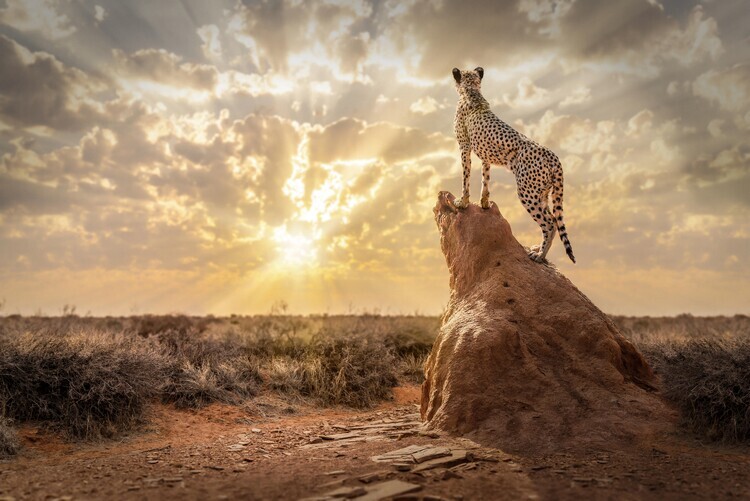 Marcel Egger Plakát, Obraz - SundownCheetah, Marcel Egger, 40 × 26.7 cm