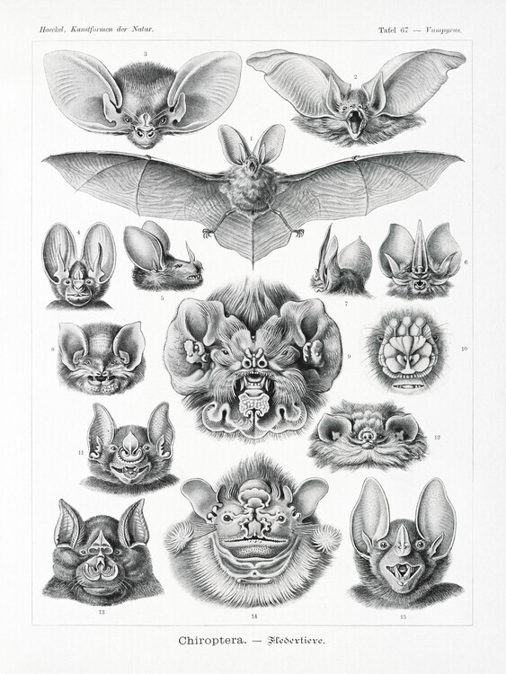 Ernst Haeckel Plakát, Obraz - Chiroptera–Fledertiere, Ernst Haeckel, 30 × 40 cm