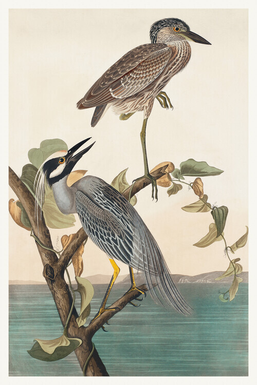 John James Audubon Plakát, Obraz - The Yellow Crowned Heron, John James Audubon, 26.7 × 40 cm