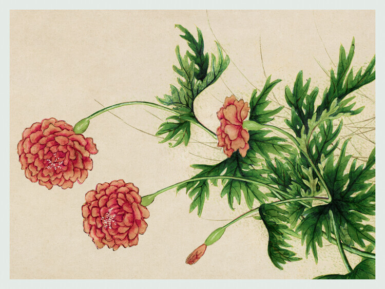 Zhang Ruoai Plakát, Obraz - Spring Peonies, Zhang Ruoai, 40 × 30 cm