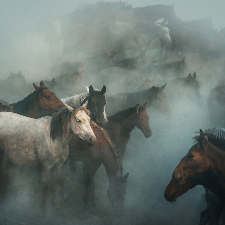 Huseyin Taşkın Plakát, Obraz - lost horses, Huseyin Taşkın, 40 × 40 cm