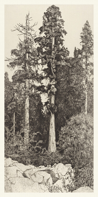 Ernest Haskell Plakát, Obraz - The Baby Sequoia, Ernest Haskell, 20 × 40 cm