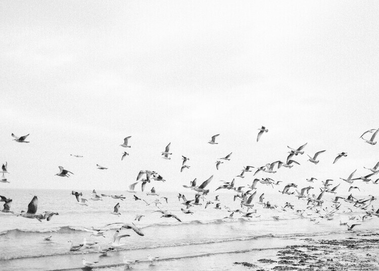 Raisa Zwart Plakát, Obraz - Seagulls - Coastal black and white, Raisa Zwart, 40 × 30 cm