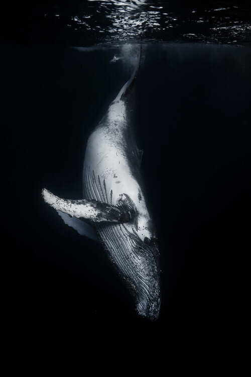 Barathieu Gabriel Plakát, Obraz - Black Whale, Barathieu Gabriel, 26.7 × 40 cm