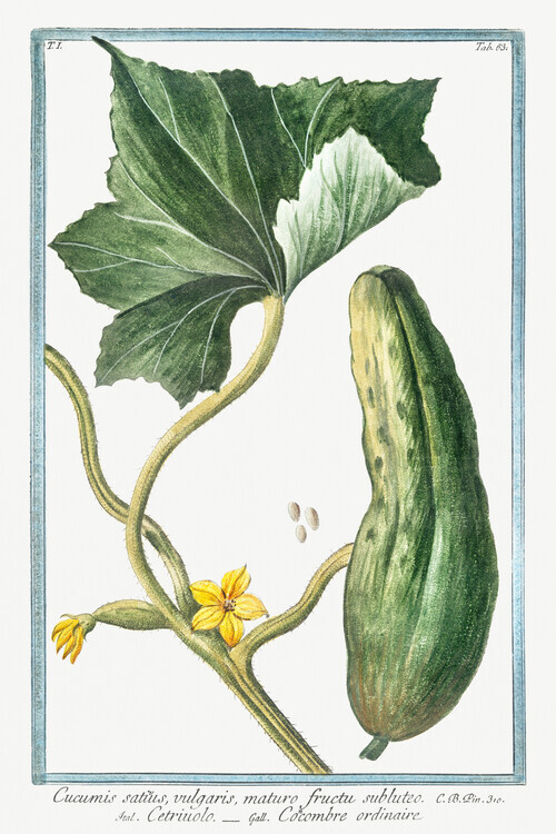 Giorgio Bonelli Plakát, Obraz - Cucumber, Giorgio Bonelli, 26.7 × 40 cm