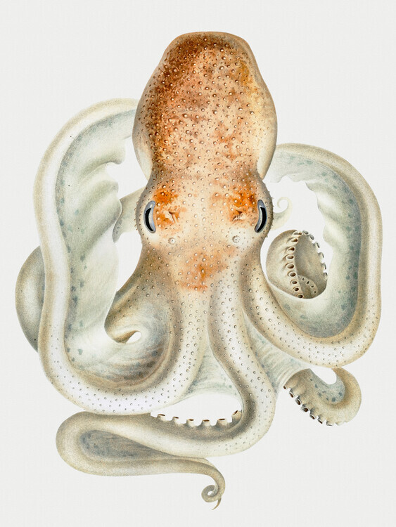 Carl Chun Plakát, Obraz - The Velodona Togata Octopus, Carl Chun, 30 × 40 cm