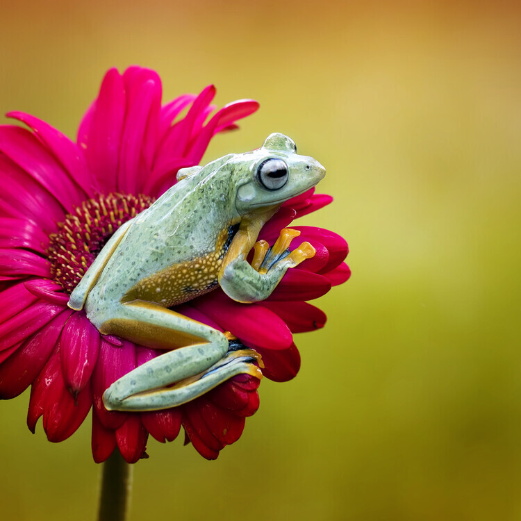 Fauzan Maududdin Plakát, Obraz - Pretty Frog, Fauzan Maududdin, 40 × 40 cm